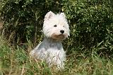 WESTIE 290